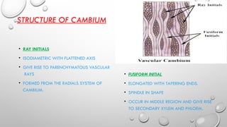 STRUCTURE OF CAMBIUM
• RAY INITIALS
• ISODIAMETRIC WITH FLATTENED AXIS
• GIVE RISE TO PARENCHYMATOUS VASCULAR
RAYS
• FORMED FROM THE RADIALS SYSTEM OF
CAMBIUM.
• FUSIFORM INITIAL
• ELONGATED WITH TAPERING ENDS.
• SPINDLE IN SHAPE
• OCCUR IN MIDDLE REGION AND GIVE RISE
TO SECONDARY XYLEM AND PHLOEM.
 