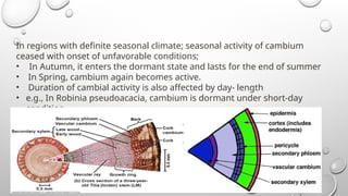 In regions with definite seasonal climate; seasonal activity of cambium
ceased with onset of unfavorable conditions;
• In Autumn, it enters the dormant state and lasts for the end of summer
• In Spring, cambium again becomes active.
• Duration of cambial activity is also affected by day- length
• e.g., In Robinia pseudoacacia, cambium is dormant under short-day
condition.
 
