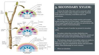 3. SECONDARY XYLEM:
 It forms the bulk of the stem and is commonly called
wood. The secondary xylem consists of vessels, tracheids
(both tracheary elements), wood fibres and wood
parenchyma.
 Wood parenchyma may contain tannins and crystals
besides storing food. It is of two types— axial parenchyma
cells arranged longitudinally and radial ray parenchyma cells
arranged in radial or horizontal fashion.
 The latter is part of vascular ray present in secondary
xylem.
 Secondary xylem does not show distinction into
protoxylem and meta-xylem elements. Therefore, vessels and
tracheids with annular and spiral thickenings are absent.
 The tracheary elements of secondary xylem are similar to
those of meta-xylem of the primary xylem with minor
differences. They are comparatively shorter and more thick-
walled. Pitted thickenings are more common.
 Fibres are abundant.
 