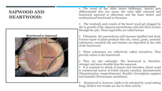 SAPWOOD AND
HEARTWOOD:
 The wood of the older stems (dalbergia, Acacia) gets
differentiated into two zones, the outer light coloured and
functional sapwood or alburnum and the inner darker and
nonfunctional heartwood or duramen.
 The tracheids and vessels of the heart wood get plugged by
the in growth of the adjacent parenchyma cells into their cavities
through the pits. These ingrowths are called tyloses
 Ultimately, the parenchyma cells become lignified and dead.
Various types of plant products like oils, resins, gums, aromatic
substances, essential oils and tannins are deposited in the cells
of the heartwood.
 These substances are collectively called extractives. They
provide colour to the heartwood.
 They are also antiseptic. The heartwood is, therefore,
stronger and more durable than the sapwood.
 It is resistant to attack of insects and microbes. Heart wood
is commercial source of Cutch (Acacia catechu), Haematoxylin
(Haematoxylon campechianum), Brasilin (Caesalpinia sappan)
and Santalin (Pterocarpus santalinus).
 Heartwood is, however, liable to be attacked by wood rotting
fungi. Hollow tree trunks are due to their activity.
 