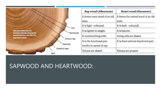 SAPWOOD AND HEARTWOOD:
 