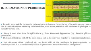 B. FORMATION OF PERIDERM:
 In order to provide for increase in girth and prevent harm on the rupturing of the outer ground tissues
due to the formation of secondary vascular tissues, dicot stems produce a cork cambium or phellogen in
the outer cortical cells.
 Rarely it may arise from the epidermis (e.g., Teak, Oleander), hypodermis (e.g., Pear) or phloem
parenchyma.
 Phellogen cells divide on both the outer side as well as the inner side (bipolar) to form secondary tissues.
 The secondary tissue produced on the inner side of the phellogen is parenchymatous or
collenchymatous. It is called secondary cortex or phelloderm. Its cells show radial arrangement.
 