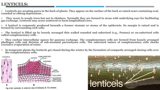LENTICELS:
 Lenticels are aerating pores in the bark of plants. They appear on the surface of the bark as raised scars containing oval,
rounded or oblong depressions .
 They occur in woody trees but not in climbers. Normally they are formed in areas with underlying rays for facilitating
gas exchange. Lenticels may occur scattered or form longitudinal rows.
 A lenticel is commonly produced beneath a former stomate or stoma of the epidermis. Its margin is raised and is
formed by surrounding cork cells.
 The lenticel is filled up by loosely arranged thin walled rounded and suberised (e.g., Prunus) or un-suberised cells
called complementary cells .
 They enclose intercellular spaces for gaseous exchange. The complementary cells are formed from loosely arranged
phellogen cells and division of sub-stomatal parenchyma cells. The suberised nature of complementary cells checks
excessive evaporation of water.
 In temperate plants the lenticels get closed during the winter by the formation of compactly arranged closing cells over
the complementary cells.
 