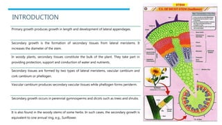 INTRODUCTION
Primary growth produces growth in length and development of lateral appendages.
Secondary growth is the formation of secondary tissues from lateral meristems. It
increases the diameter of the stem.
In woody plants, secondary tissues constitute the bulk of the plant. They take part in
providing protection, support and conduction of water and nutrients.
Secondary tissues are formed by two types of lateral meristems, vascular cambium and
cork cambium or phellogen.
Vascular cambium produces secondary vascular tissues while phellogen forms periderm.
Secondary growth occurs in perennial gymnosperms and dicots such as trees and shrubs.
It is also found in the woody stems of some herbs. In such cases, the secondary growth is
equivalent to one annual ring, e.g., Sunflower.
 