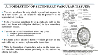 A. FORMATION OF SECONDARY VASCULAR TISSUES:
 Vascular cambium is truly single layered but appears to
be a few layers (2-5) in thickness due to presence of its
immediate derivatives.
 Cells of vascular cambium divide periclinally both on the
outer and inner sides (bipolar divisions) to form secondary
permanent tissues.
 The cells of vascular cambium are of two types,
1. elongated spindle-shaped fusiform initials
2. shorter isodiametric ray initials.
 Fusiform initials divide to form secondary phloem on the
outer side and secondary xylem on the inner side.
 With the formation of secondary xylem on the inner side,
the vascular cambium moves gradually to the outside by
adding new cells.
 