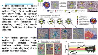  The phenomenon is called
dilation. New ray cells are also
added. They form additional
rays every year. The vascular
cambium undergoes two types of
divisions— additive (periclinal
divisions for formation of
secondary tissues) and multi-
plicative (anticlinal divisions for
dilation).
 Ray initials produce radial
system (= horizontal or
transverse system) while
fusiform initials form axial
system (= vertical system) of sec-
ondary vascular tissues.
 