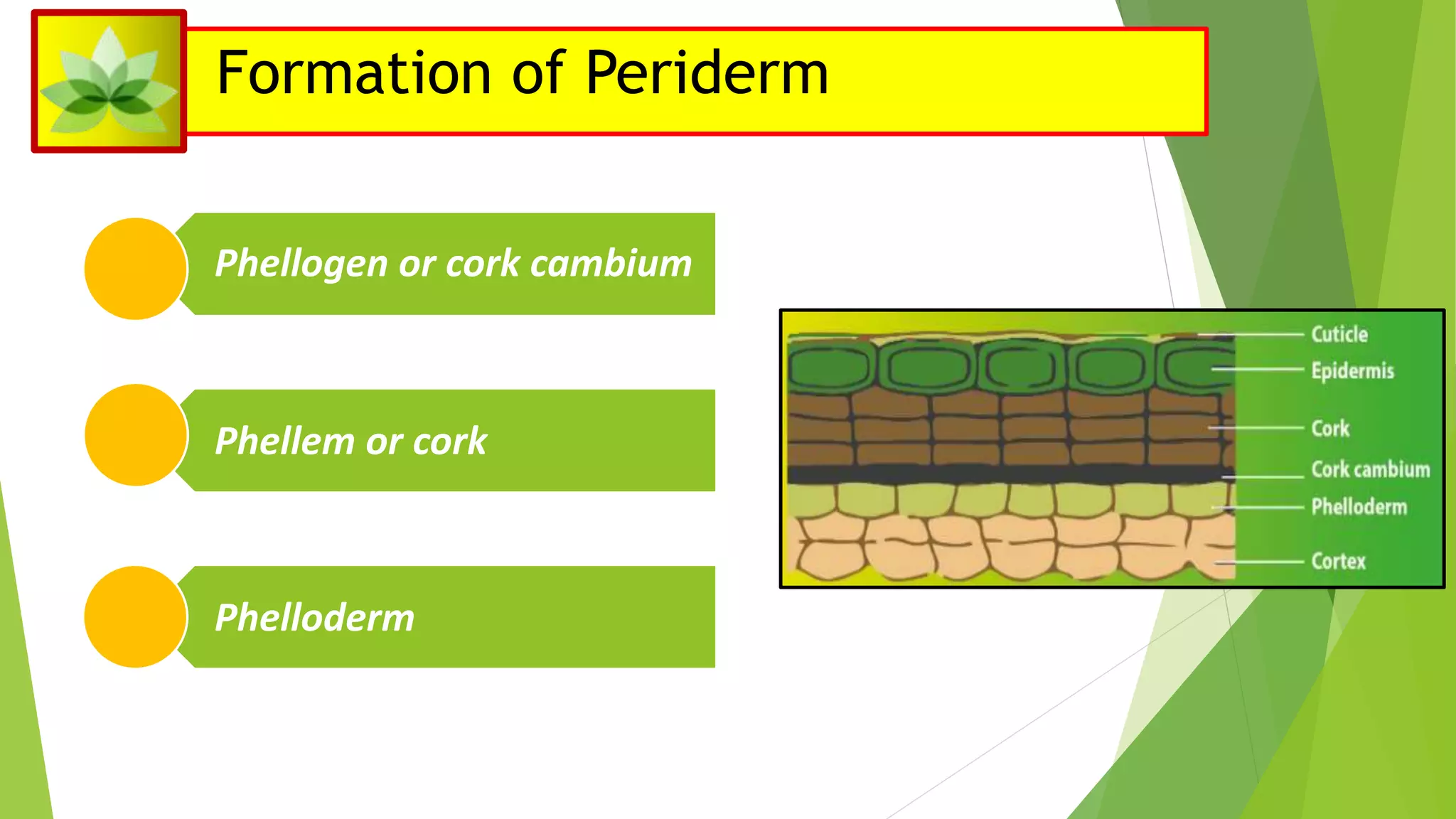 Secondary growth in dicot stem. | PPTX