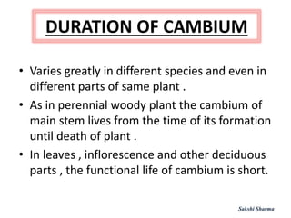 DURATION OF CAMBIUM
• Varies greatly in different species and even in
different parts of same plant .
• As in perennial woody plant the cambium of
main stem lives from the time of its formation
until death of plant .
• In leaves , inflorescence and other deciduous
parts , the functional life of cambium is short.
Sakshi Sharma
 