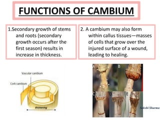FUNCTIONS OF CAMBIUM
1.Secondary growth of stems
and roots (secondary
growth occurs after the
first season) results in
increase in thickness.
2. A cambium may also form
within callus tissues—masses
of cells that grow over the
injured surface of a wound,
leading to healing.
Sakshi Sharma
 