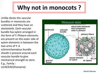 Why not in monocots ?
Unlike dicots the vascular
bundles in monocots are
scattered and they have an
atactostele. Each vascular
bundle has xylem arranged in
the form of Y. Phloem elements
are present on the outer side of
xylem elements in between the
two arms of Y. A
sclerenchymatous bundle
sheath is present around each
vascular bundle to give
mechanical strength to stem.
E.g., Family :
LILIACEAE(Dracaena)
Sakshi Sharma
 