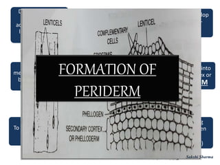 Due to activity of
cambium and
addition of layers a
lot of pressure is
exerted
New lateral
meristem needed to
be developled in
peripheral part
To protect the newly
formed tissue
Phellogen arise in
cortex , cuts off new
segments towards
outer & inner side
Produced by lateral
meristem called
CORK CAMBIUM
or PHELLOGEN
Periderm is
formed ; a protective
tissue
Outer cells develop
into CORK or
PHELLEM
Inner modified into
secondary cortex or
PHELLODERM
Dead cells lying
outside phellogen
called BARK
(INNER;OUTER)
FORMATION OF
PERIDERM
Sakshi Sharma
 