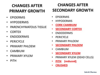 CHANGES AFTER
PRIMARY GROWTH
• EPIDERMIS
• HYPODERMIS
• PARENCHYMATOUS TISSUE
• CORTEX
• ENDODERMIS
• PERICYCLE
• PRIMARY PHLOEM
• CAMBIUM
• PRIMARY XYLEM
• PITH
CHANGES AFTER
SECONDARY GROWTH
• EPIDERMIS
• HYPODERMIS
• CORK CAMBIUM
• SECONDARY CORTEX
• ENDODERMIS
• PERICYCLE
• PRIMARY PHLOEM
• SECONDARY PHLOEM
• CAMBIUM
• SECONDARY XYLEM
• PRIMARY XYLEM (DEAD CELLS)
• PITH (reduced)
• CRUSHED
Sakshi Sharma
 