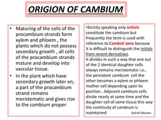 ORIGION OF CAMBIUM
•Strictly speaking only initials
constitute the cambium but
frequently the term is used with
reference to Cambial zone because
it is difficult to distinguish the initials
from recent derivatives.
It divides in such a way that one out
of the 2 identical daughter cells
always remains meristematic i.e.,
the persistent cambium cell the
other becomes a xylem or phloem
mother cell depending upon its
position . Adjacent cambium cells
divide nearly at same time and the
daughter cell of same tissue this way
the continuity of cambium is
maintained
• Maturing of the cells of the
procambium strands form
xylem and phloem , the
plants which do not possess
secondary growth , all cells
of the procambium strands
mature and develop into
vascular tissue.
• In the plant which have
secondary growth later on,
a part of the procambium
strand remains
meristematic and gives rise
to the cambium proper
Sakshi Sharma
 