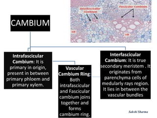 CAMBIUM
Intrafascicular
Cambium: It is
primary in origin,
present in between
primary phloem and
primary xylem.
Vascular
Cambium Ring:
Both
intrafascicular
and Fascicular
cambium joins
together and
forms
cambium ring.
Interfascicular
Cambium: It is true
secondary meristem . It
originates from
parenchyma cells of
medularly rays region.
It lies in between the
vascular bundles
Sakshi Sharma
 