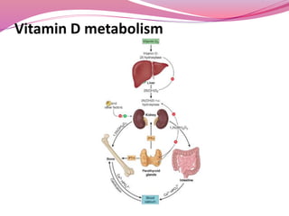 Vitamin D metabolism
 