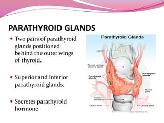 PARATHYROID GLANDS
 Two pairs of parathyroid
glands positioned
behind the outer wings
of thyroid.
 Superior and inferior
parathyroid glands.
 Secretes parathyroid
hormone
 