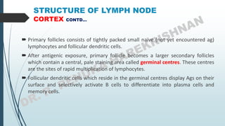 STRUCTURE OF LYMPH NODE
CORTEX CONTD…
 Primary follicles consists of tightly packed small naïve (not yet encountered ag)
lymphocytes and follicular dendritic cells.
 After antigenic exposure, primary follicle becomes a larger secondary follicles
which contain a central, pale staining area called germinal centres. These centres
are the sites of rapid multiplication of lymphocytes.
 Follicular dendritic cells which reside in the germinal centres display Ags on their
surface and selectively activate B cells to differentiate into plasma cells and
memory cells.
 