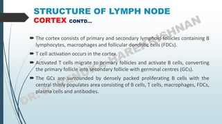 STRUCTURE OF LYMPH NODE
CORTEX CONTD…
 The cortex consists of primary and secondary lymphoid follicles containing B
lymphocytes, macrophages and follicular dendritic cells (FDCs).
 T cell activation occurs in the cortex.
 Activated T cells migrate to primary follicles and activate B cells, converting
the primary follicle into secondary follicle with germinal centres (GCs).
 The GCs are surrounded by densely packed proliferating B cells with the
central thinly populates area consisting of B cells, T cells, macrophages, FDCs,
plasma cells and antibodies.
 