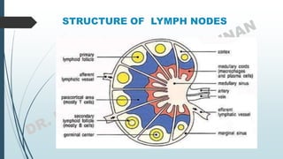 STRUCTURE OF LYMPH NODES
 LYMPBANNN
 KJJN M,
 KNKJL
 