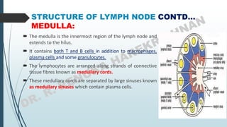 STRUCTURE OF LYMPH NODE CONTD…
MEDULLA:
 The medulla is the innermost region of the lymph node and
extends to the hilus.
 It contains both T and B cells in addition to macrophages,
plasma cells and some granulocytes.
 The lymphocytes are arranged along strands of connective
tissue fibres known as medullary cords.
 These medullary cords are separated by large sinuses known
as medullary sinuses which contain plasma cells.
 