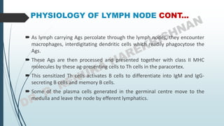 PHYSIOLOGY OF LYMPH NODE CONT...
 As lymph carrying Ags percolate through the lymph nodes, they encounter
macrophages, interdigitating dendritic cells which readily phagocytose the
Ags.
 These Ags are then processed and presented together with class II MHC
molecules by these ag-presenting cells to Th cells in the paracortex.
 This sensitized Th cells activates B cells to differentiate into IgM and IgG-
secreting B cells and memory B cells.
 Some of the plasma cells generated in the germinal centre move to the
medulla and leave the node by efferent lymphatics.
 