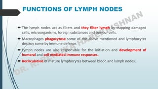 FUNCTIONS OF LYMPH NODES
 The lymph nodes act as filters and they filter lymph by trapping damaged
cells, microorganisms, foreign substances and tumour cells.
 Macrophages phagocytose some of the above mentioned and lymphocytes
destroy some by immune defence.
 Lymph nodes are also responsible for the initiation and development of
humoral and cell mediated immune responses.
 Recirculation of mature lymphocytes between blood and lymph nodes.
 
