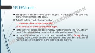 SPLEEN cont…
 The spleen drains the blood borne antigens of pathogens and does not
allow systemic infection to occur.
 Actually spleen conducts dual function:
1. It removes the damaged or old RBCs.
2. It serves as a secondary lymphoid organ.
 In the embryo, before the bone marrow starts producing the RBCS (till 5th
month) the spleen is only concerned with the production of RBCs.
 In the adult, when there is a sudden demand for RBCs, for eg. during
recovery from sudden anaemia, the spleen takes over the function of
haematopoiesis temporarily, along with the bone marrow.
 