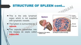 STRUCTURE OF SPLEEN cont…
 This is the only lymphoid
organ which is not supplied
with lymphatic vessels.
 The spleen is surrounded by a
capsule.
 The capsule penetrates into
the tissues as septa called
trabeculae.
 