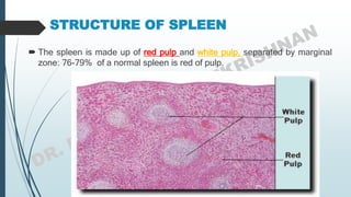 STRUCTURE OF SPLEEN
 The spleen is made up of red pulp and white pulp, separated by marginal
zone: 76-79% of a normal spleen is red of pulp.
 