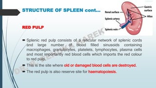STRUCTURE OF SPLEEN cont…
RED PULP
 Splenic red pulp consists of a reticular network of splenic cords
and large number of blood filled sinusoids containing
macrophages, granulocytes, platelets, lymphocytes, plasma cells
and most importantly red blood cells which imports the red colour
to red pulp.
 This is the site where old or damaged blood cells are destroyed.
 The red pulp is also reserve site for haematopoiesis.
 