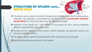 STRUCTURE OF SPLEEN cont…
WHITE PULP
 The splenic artery enters the spleen (through hilus) and branches into the white pulp as
arterioles. The arteriole is surrounded by a densely – packed periarteriolar lymphatic
sheath (PALS) of T and B cells with a few DCs and macrophages.
 Enclosed in the sheath are T cells (mainly Th and partly Tc), IDCs, primary lymphoid
follicles containing FDCs and naïve B cells.
 During immune response, these primary follicles develop into germinal centres and
become secondary follicles.
 The whole splenic material enclosed within PALS constitutes the white pulp.
 Several white pulps are scattered in the spleen.
 