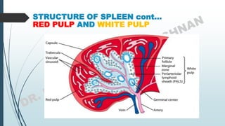 STRUCTURE OF SPLEEN cont…
RED PULP AND WHITE PULP
 