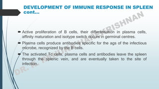 DEVELOPMENT OF IMMUNE RESPONSE IN SPLEEN
cont...
 Active proliferation of B cells, their differentiation in plasma cells,
affinity maturation and isotype switch occurs in germinal centres.
 Plasma cells produce antibodies specific for the ags of the infectious
microbe, recognized by the B cells.
 The activated Tc cells, plasma cells and antibodies leave the spleen
through the splenic vein, and are eventually taken to the site of
infection.
 