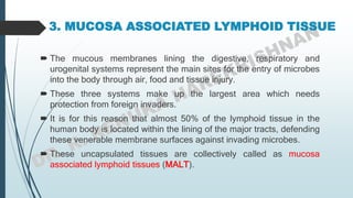 3. MUCOSA ASSOCIATED LYMPHOID TISSUE
 The mucous membranes lining the digestive, respiratory and
urogenital systems represent the main sites for the entry of microbes
into the body through air, food and tissue injury.
 These three systems make up the largest area which needs
protection from foreign invaders.
 It is for this reason that almost 50% of the lymphoid tissue in the
human body is located within the lining of the major tracts, defending
these venerable membrane surfaces against invading microbes.
 These uncapsulated tissues are collectively called as mucosa
associated lymphoid tissues (MALT).
 