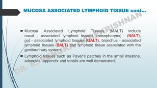 MUCOSA ASSOCIATED LYMPHOID TISSUE cont…
 Mucosa Associated Lymphoid Tissues (MALT) include
nasal - associated lymphoid tissues (nasopharynx) (NALT),
gut – associated lymphoid tissues (GALT), bronchus – associated
lymphoid tissues (BALT) and lymphoid tissue associated with the
genitourinary system.
 Lymphoid tissues such as Payer’s patches in the small intestine,
adenoids, appendix and tonsils are well demarcated.
 