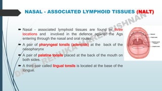 NASAL - ASSOCIATED LYMPHOID TISSUES (NALT)
 Nasal – associated lymphoid tissues are found in three
locations and involved in the defence against the Ags
entering through the nasal and oral routes.
 A pair of pharyngeal tonsils (adenoids) at the back of the
nasopharynx
 A pair of palatine tonsils placed at the back of the mouth on
both sides.
 A third pair called lingual tonsils is located at the base of the
tongue.
 