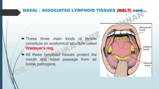 NASAL - ASSOCIATED LYMPHOID TISSUES (NALT) cont…
 These three main kinds of tonsils
constitute an anatomical structure called
Waldeyer’s ring.
 All these lymphoid tissues protect the
mouth and nasal passage from air
borne pathogens.
 
