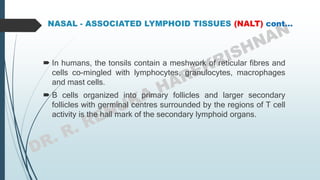  In humans, the tonsils contain a meshwork of reticular fibres and
cells co-mingled with lymphocytes, granulocytes, macrophages
and mast cells.
 B cells organized into primary follicles and larger secondary
follicles with germinal centres surrounded by the regions of T cell
activity is the hall mark of the secondary lymphoid organs.
 