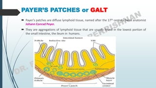 PAYER’S PATCHES or GALT
 Payer’s patches are diffuse lymphoid tissue, named after the 17th century Swiss anatomist
Johann Conrad Peyer.
 They are aggregations of lymphoid tissue that are usually found in the lowest portion of
the small intestine, the ileum in humans.
 
