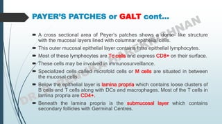 PAYER’S PATCHES or GALT cont…
 A cross sectional area of Peyer’s patches shows a dome- like structure
with the mucosal layers lined with columnar epithelial cells.
 This outer mucosal epithelial layer contains Intra epithelial lymphocytes.
 Most of these lymphocytes are Tc cells and express CD8+ on their surface.
 These cells may be involved in immunosurveillance.
 Specialized cells called microfold cells or M cells are situated in between
the mucosal cells.
 Below the epithelial layer is lamina propria which contains loose clusters of
B cells and T cells along with DCs and macrophages. Most of the T cells in
lamina propria are CD4+.
 Beneath the lamina propria is the submucosal layer which contains
secondary follicles with Germinal Centres.
 