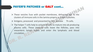 PAYER’S PATCHES or GALT cont…
 These vesicles fuse with pocket membrane, delivering Ags to the
clusters of immune cells in the lamina propria or Payer’s patches.
 Antigens, processed and presented by DCs activate Th cells.
 The helper T cells help to activate B cells to mature into ab producing
plasma cells. These immune cells leave the follicles, pass into
mesenteric lymph nodes and enter the lymphatic and blood
circulation.
 
