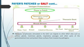 PAYER’S PATCHES or GALT cont…
 Moreover, lymphocytes stimulated in the GALT can migrate to other MALT sites such as
salivary glands, mammary glands, respiratory passages and other parts of the
gastrointestinal tract and protect these surfaces from invasion by pathogens.
 