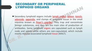 SECONDARY OR PERIPHERAL
LYMPHOID ORGANS
Secondary lymphoid organs include lymph nodes, spleen, tonsils,
adenoids, appendix, and clumps of lymphoid tissue in the small
intestine known as Peyer's patches. They trap and concentrate
foreign substances, and they are the main sites of production of
antibodies. Some lymphoid organs are capsulated such as lymph
node and spleen while others are non-capsulated, which include
mostly mucosa-associated lymphoid tissue (MALT).
 
