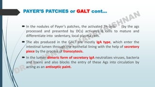 PAYER’S PATCHES or GALT cont…
 In the nodules of Payer’s patches, the activated Th cells (by the ags
processed and presented by DCs) activates B cells to mature and
differentiate into sedentary, local plasma cells.
 The abs produced in the GALT are mostly IgA type, which enter the
intestinal lumen through the epithelial lining with the help of secretory
piece by the process of transcytosis.
 In the lumen dimeric form of secretory IgA neutralizes viruses, bacteria
and toxins and also blocks the entry of these Ags into circulation by
acting as an antiseptic paint.
 