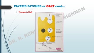 PAYER’S PATCHES or GALT cont…
 Transport of IgA
 