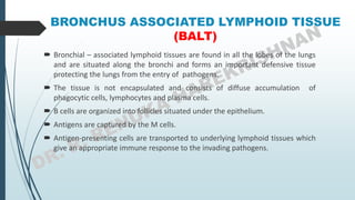 BRONCHUS ASSOCIATED LYMPHOID TISSUE
(BALT)
 Bronchial – associated lymphoid tissues are found in all the lobes of the lungs
and are situated along the bronchi and forms an important defensive tissue
protecting the lungs from the entry of pathogens.
 The tissue is not encapsulated and consists of diffuse accumulation of
phagocytic cells, lymphocytes and plasma cells.
 B cells are organized into follicles situated under the epithelium.
 Antigens are captured by the M cells.
 Antigen-presenting cells are transported to underlying lymphoid tissues which
give an appropriate immune response to the invading pathogens.
 