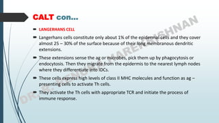  LANGERHANS CELL
 Langerhans cells constitute only about 1% of the epidermal cells and they cover
almost 25 – 30% of the surface because of their long membranous dendritic
extensions.
 These extensions sense the ag or microbes, pick them up by phagocytosis or
endocytosis. Then they migrate from the epidermis to the nearest lymph nodes
where they differentiate into IDCs.
 These cells express high levels of class II MHC molecules and function as ag –
presenting cells to activate Th cells.
 They activate the Th cells with appropriate TCR and initiate the process of
immune response.
CALT con…
 
