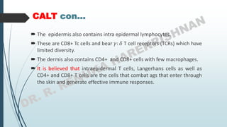 CALT con…
 The epidermis also contains intra epidermal lymphocytes.
 These are CD8+ Tc cells and bear 𝛾: 𝛿 T cell receptors (TCRs) which have
limited diversity.
 The dermis also contains CD4+ and CD8+ cells with few macrophages.
 It is believed that intraepidermal T cells, Langerhans cells as well as
CD4+ and CD8+ T cells are the cells that combat ags that enter through
the skin and generate effective immune responses.
 