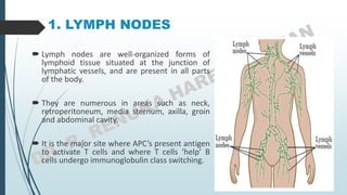 1. LYMPH NODES
 Lymph nodes are well-organized forms of
lymphoid tissue situated at the junction of
lymphatic vessels, and are present in all parts
of the body.
 They are numerous in areas such as neck,
retroperitoneum, media sternum, axilla, groin
and abdominal cavity.
 It is the major site where APC’s present antigen
to activate T cells and where T cells ‘help’ B
cells undergo immunoglobulin class switching.
 