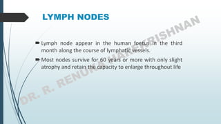 LYMPH NODES
Lymph node appear in the human foetus in the third
month along the course of lymphatic vessels.
Most nodes survive for 60 years or more with only slight
atrophy and retain the capacity to enlarge throughout life
 